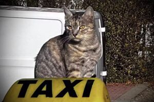 Taxi Wojciech Czajkowski