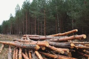Wood-Land Zenon Dobromilski Wycinka drzew